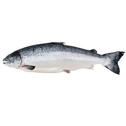 Рыба Семга 5-6 кг охл