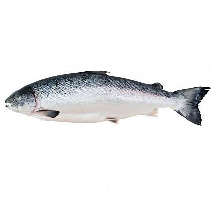 Рыба Семга 5-6 кг охл купить с доставкой в Москве и Области