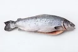 Рыба Семга 6-7 кг охл