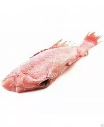 Рыба Окунь б/г 300- вес. (20-25кг) с/м Мурмансельдь