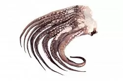 Щупальца гигантского кальмара фас (7-10кг) Фортуна